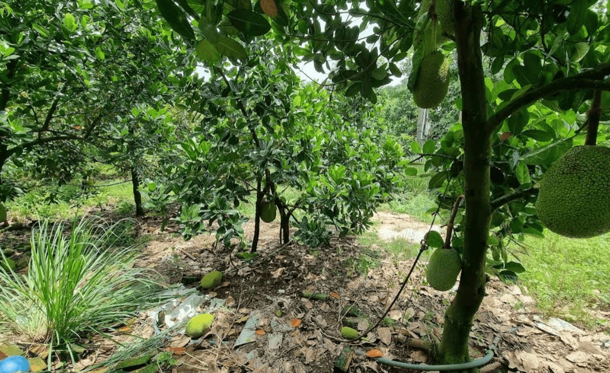 Bán đất 1000m² xã La Ngà, Thống Nhất, Đồng Nai – Sổ riêng, giá chỉ  375 triệu